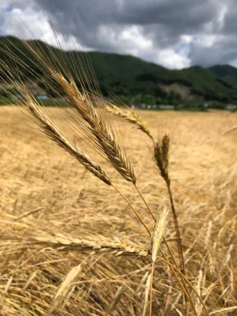 호밀 재배 가을 파종 추위 강함 사료용 수확_4