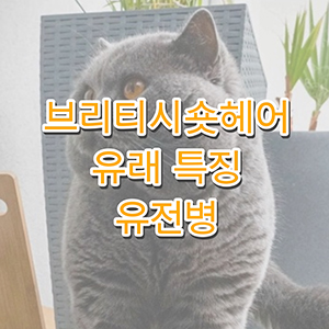 브리티시숏헤어에 대하여