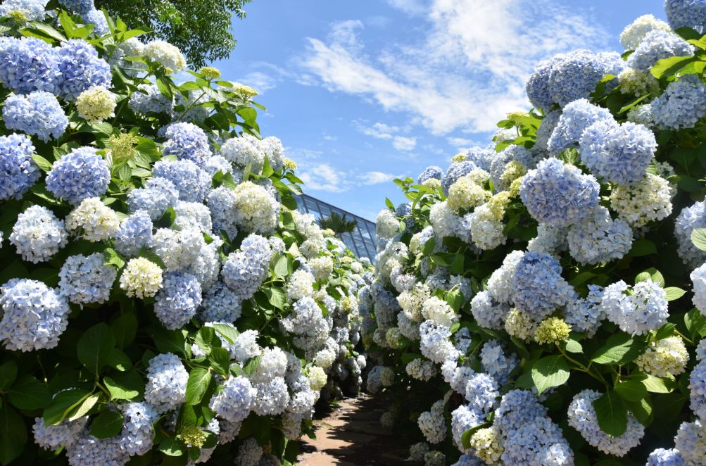 제주도 가볼만한곳 10곳 30선 카멜리아힐 전시관