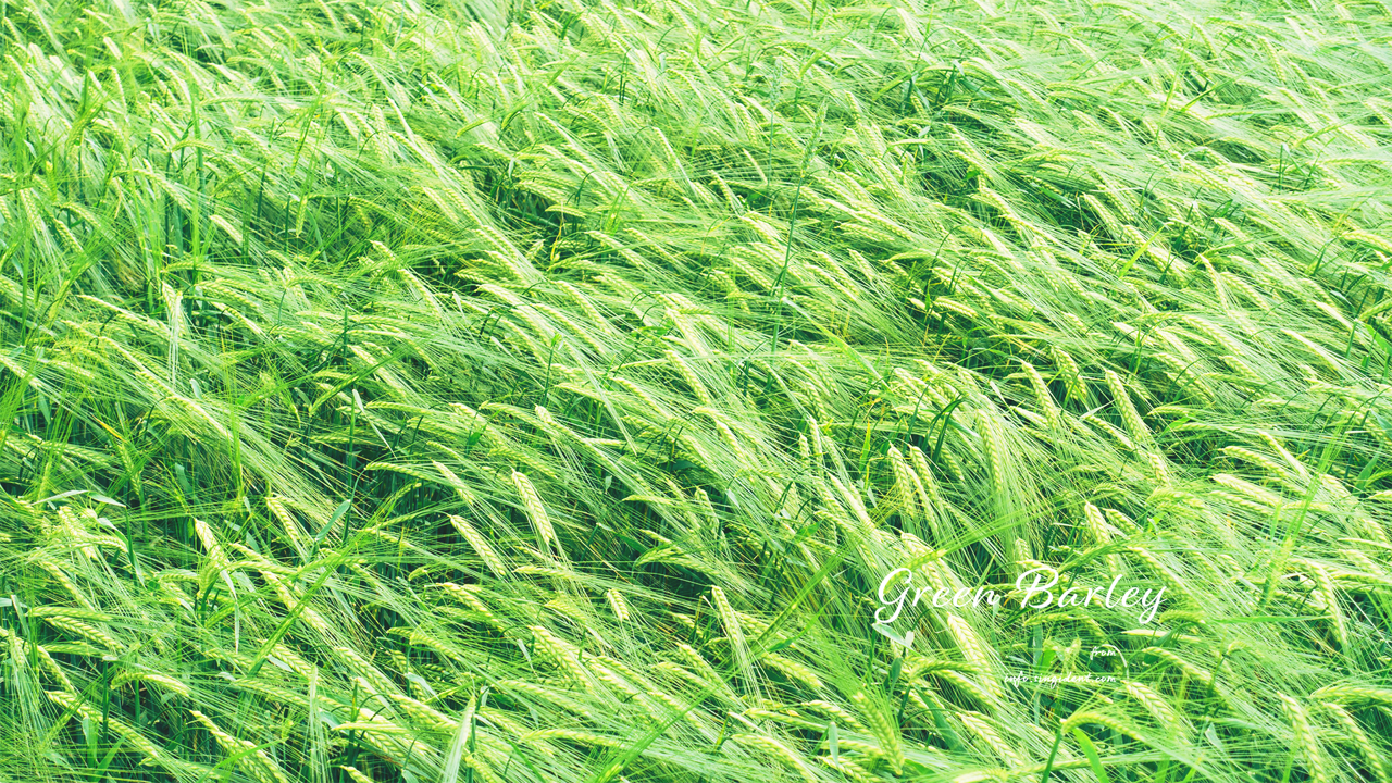 10 바람에 흔들리는 청보리 C - Green Barley 봄배경화면