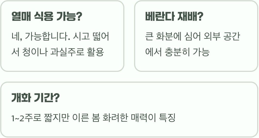 명자나무 키우기 A to Z (묘목 심기부터 관리까지)