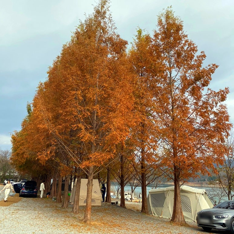 가을 캠핑 충북 제천 청풍호반 오토캠핑장