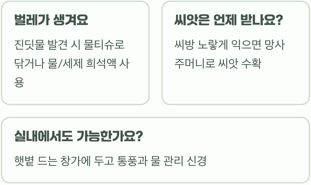 봉선화 심는 시기, 4~5월 골든타임을 놓치지 마세요!