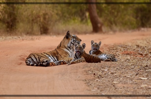무분별한 밀렵에서 호랑이를 보호 할 수 있을까요