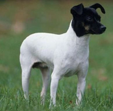 반려동물 재패니즈 테리어