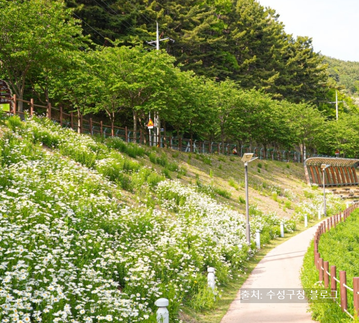 대구 수성구 가볼만한 곳&amp;#44; 진밭골산림공원 샤스타데이지 산책&middot;맛집&middot;카페 총정리
