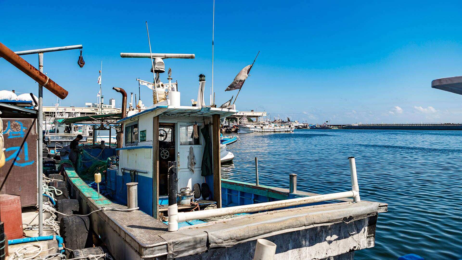 강릉 사근진 해변 유채꽃밭