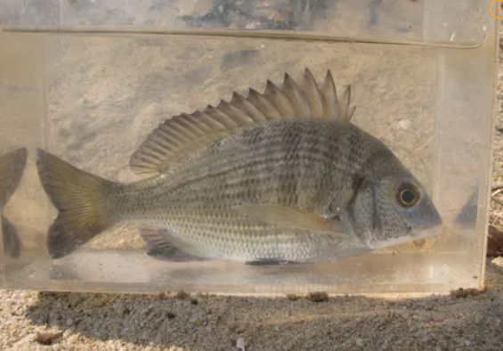 11월에 먹으면 좋은 제철 수산물: 감성돔, 가리비, 굴, 삼치, 해삼, 과메기