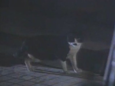 일본 드라마 기묘한 이야기 - 숨막히는 식탁