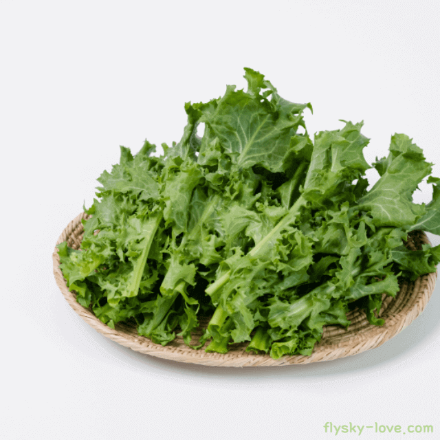 치커리 고르는 법