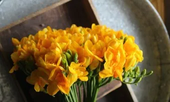 프리지아 수선화 꽃말 꽃다발 선물 의미_6