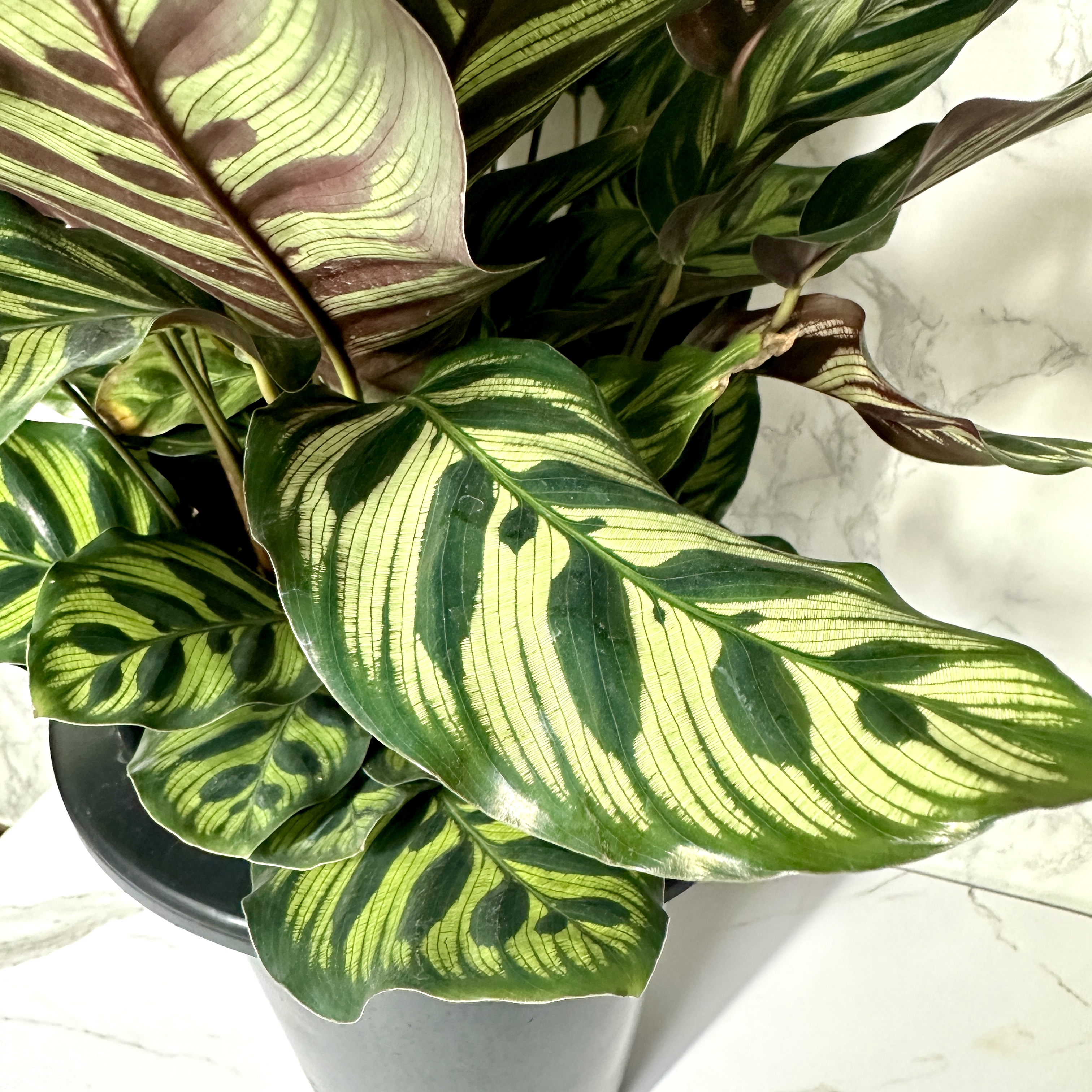 칼라데아 마코야나 키우는 방법, 온도, 물주기, 관리