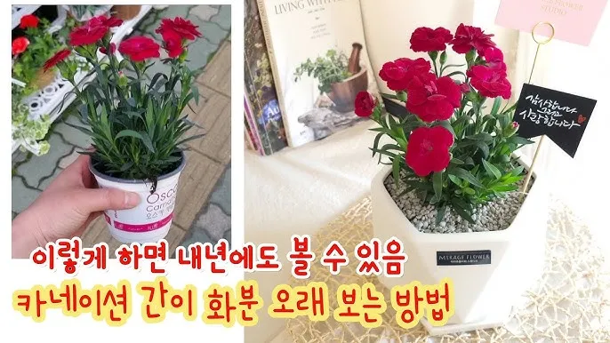 카네이션 화분 키우는 방법 생화 꽃바구니 관리_3