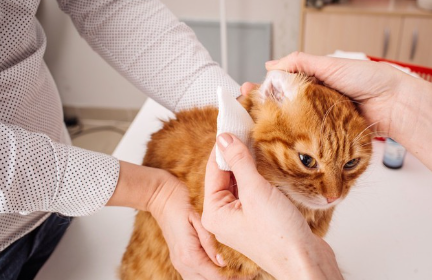 진찰을 받고 있는 고양이.