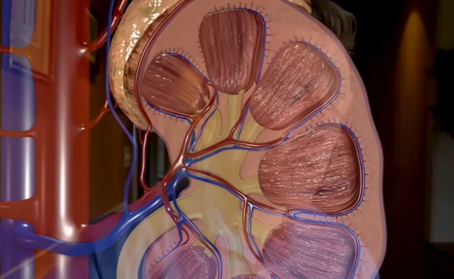 크레아티닌 정상수치