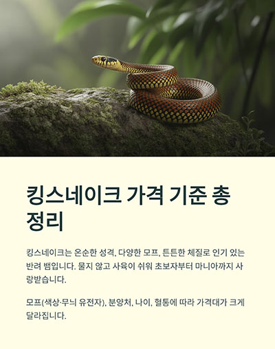 킹스네이크 가격 기준 총정리