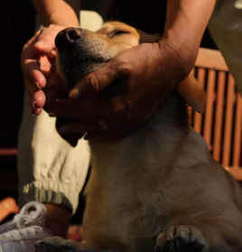 애견미용샵 창업에 대하여 알아보기