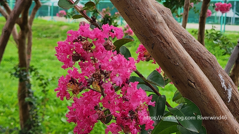 배롱나무꽃,백일홍,여름꽃,간지름나무,목백일홍