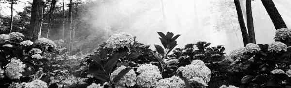 수국 키우기: 수국 가지치기