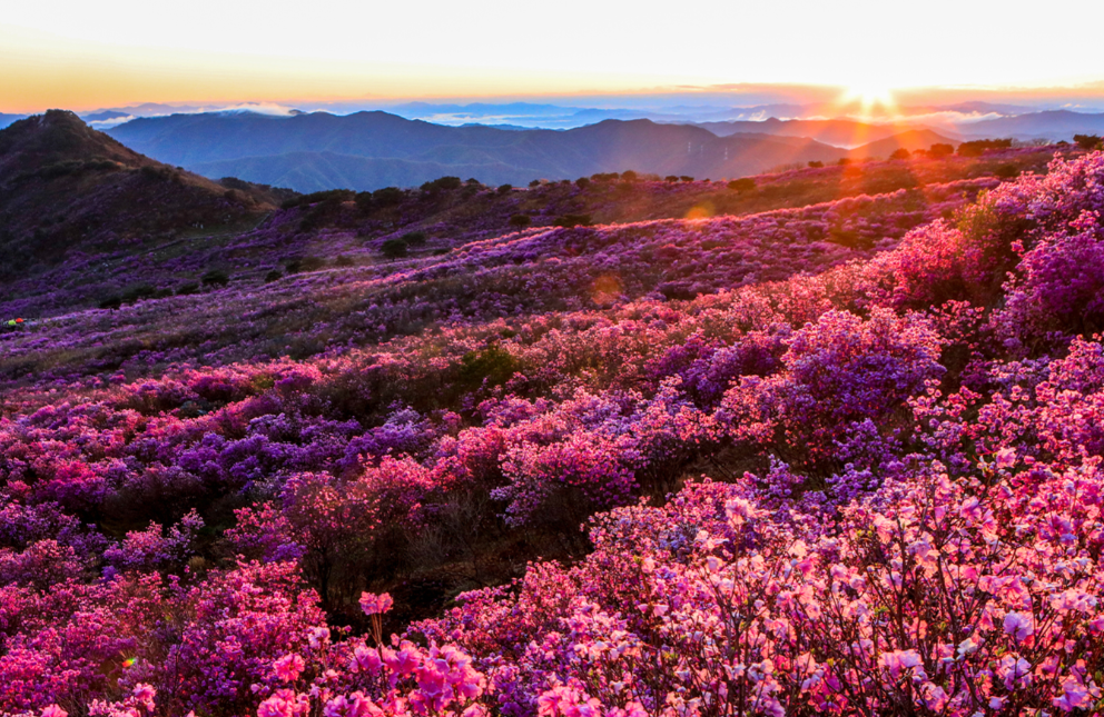 비슬산 참꽃 이미지