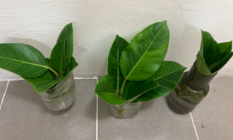 뱅갈고무나무 분갈이