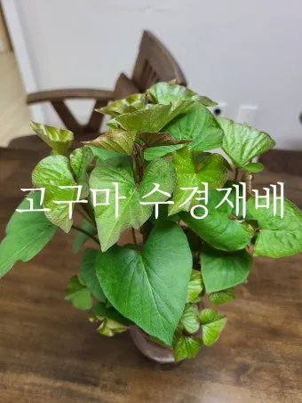 고구마 재배 달력 모종심기 관수 잡초 수확 큐어링_16