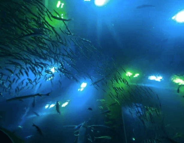 다누리아쿠아리움