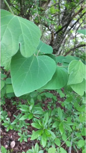 생강나무 꽃 개화시기 모양 특징_12