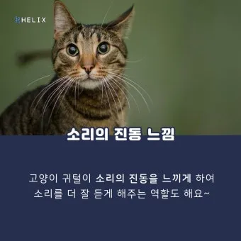 &amp;quot;고양이