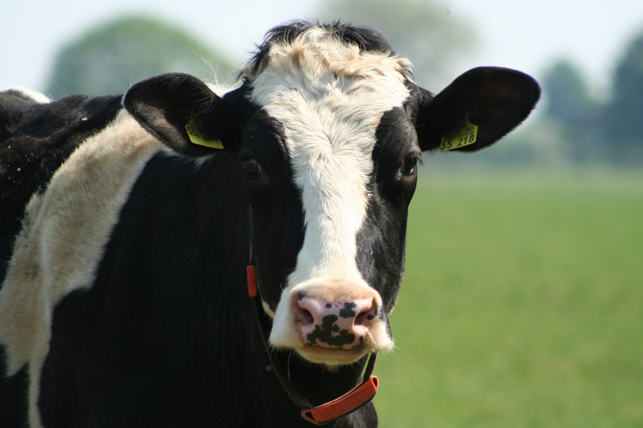 cow