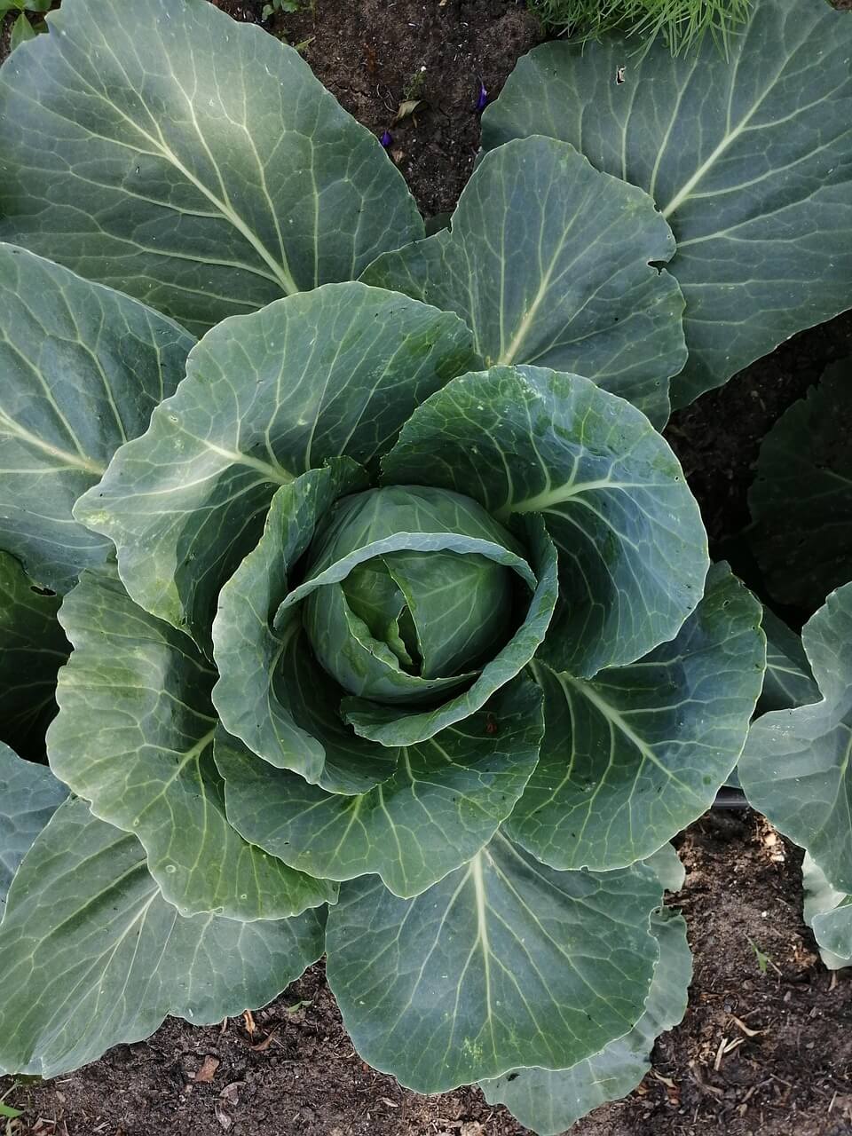 절임배추 사전예약