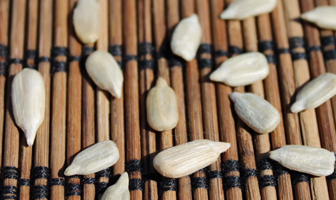 해바라기 씨 효능