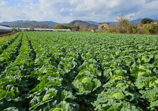 배추사진