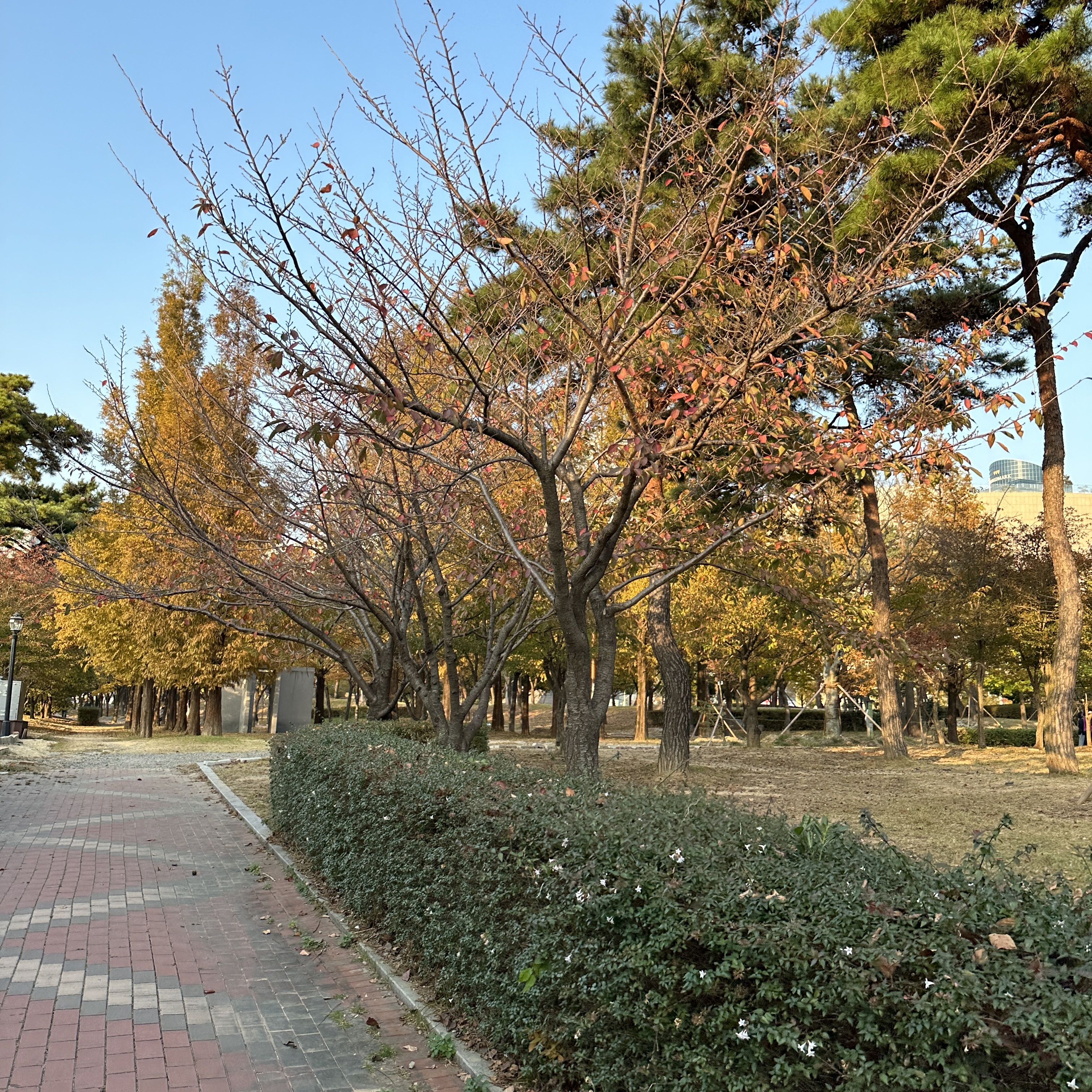 APEC나루공원_단풍