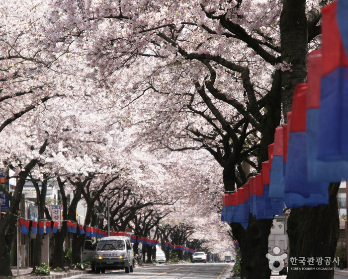 제주도 벚꽃명소