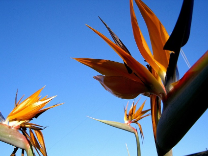 자연의 팔레트: 세상에서 가장 화려한 희귀 동물들