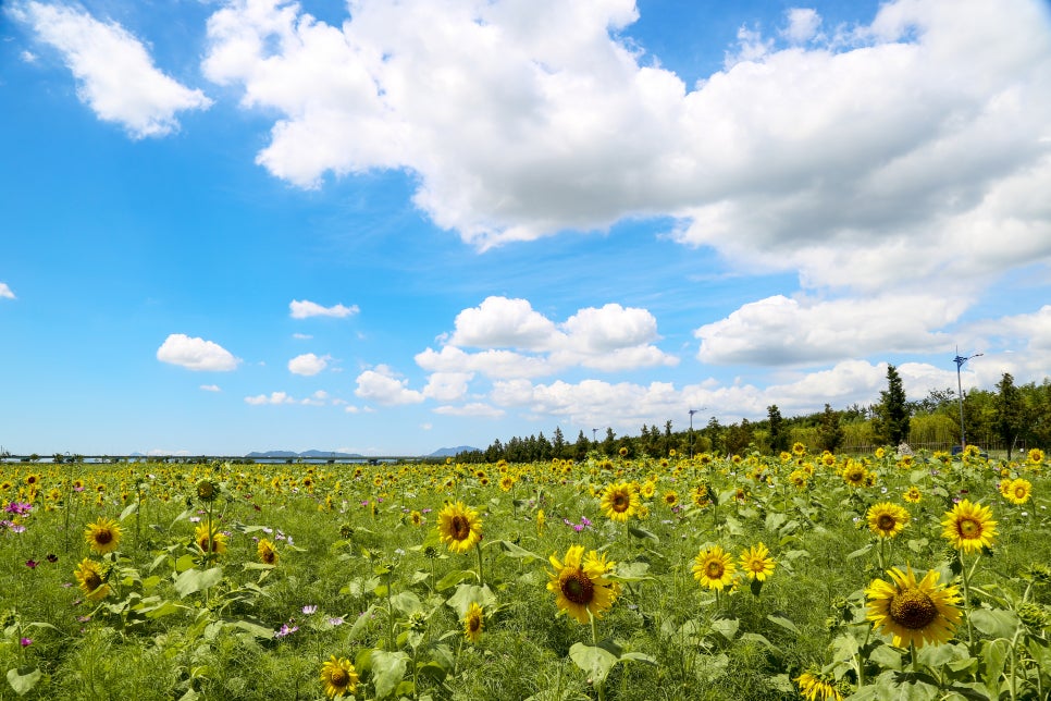 부산 대저생태공원 해바라기