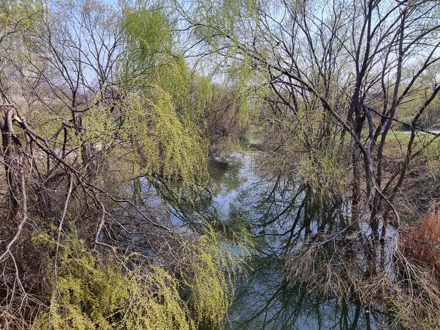 여의도 샛강 생태공원 여의도 벚꽃축제