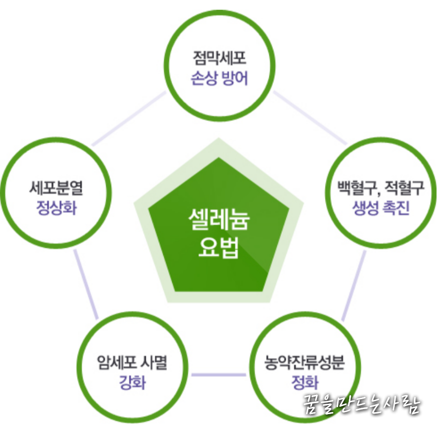 새싹보리 설명 12 새싹보리 효능 12