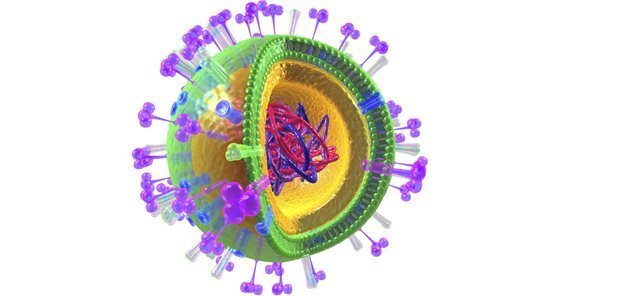 오르토믹소바이러스 모델