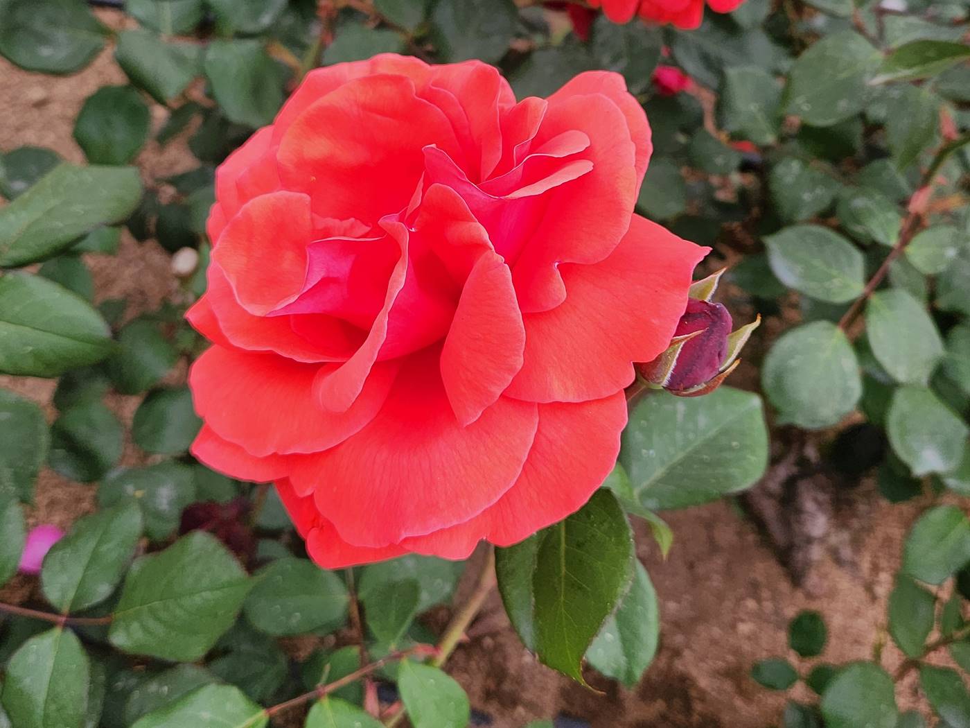 장미 히오기 Hiogi