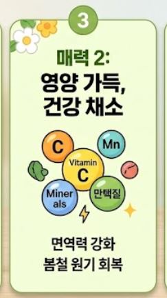 냉이 손질법 및 싱싱한 보관 꿀팁