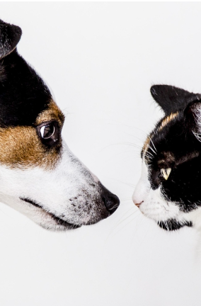 서류 마주보고 있는 강아지와 고양이 얼굴 이미지