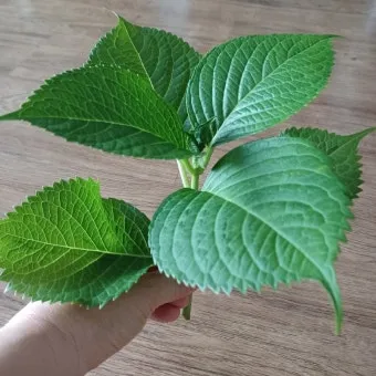 수국 삽목시기와 꺾꽂이 방법 재배 시기 완전 정리_25
