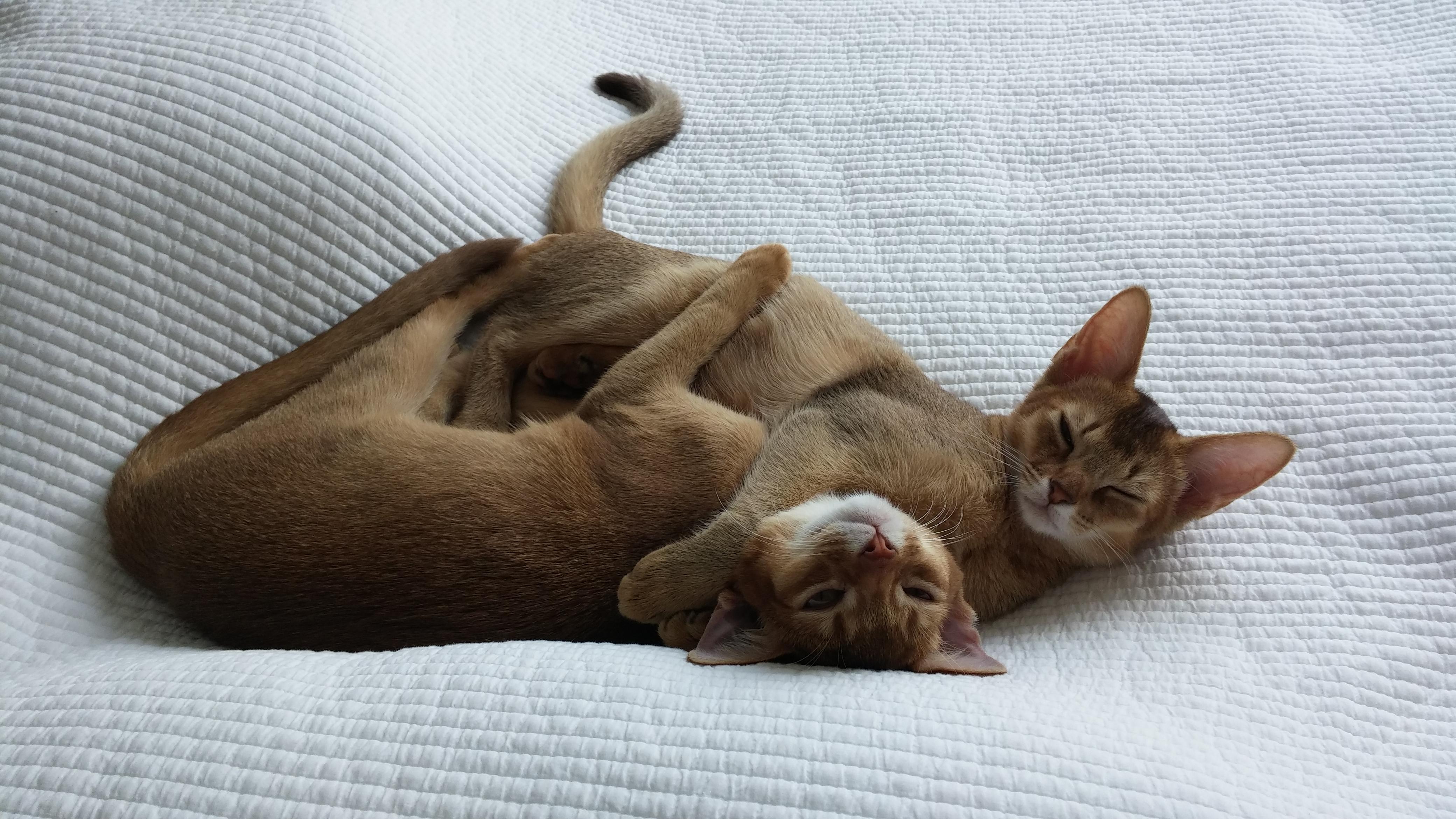 다정하게_껴안고_자다가_깬_아비시니안_자매냥이_루나와_루디_애기때