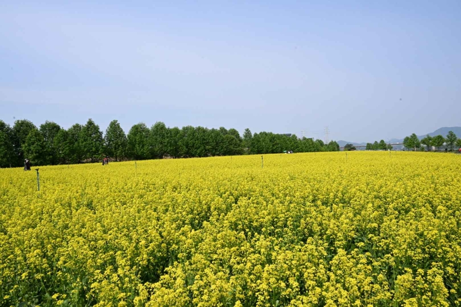 2024 구리 유채꽃 축제 기본일정과 프로그램 소개 민경훈 김나희 울랄라세션 류지광 김연자 황민우 KCM 바다 출연