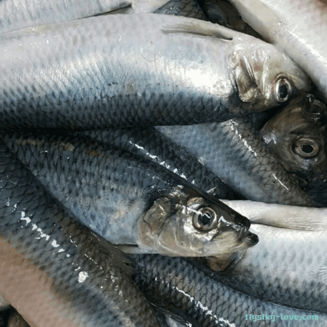 싱싱하고 통통한 청어