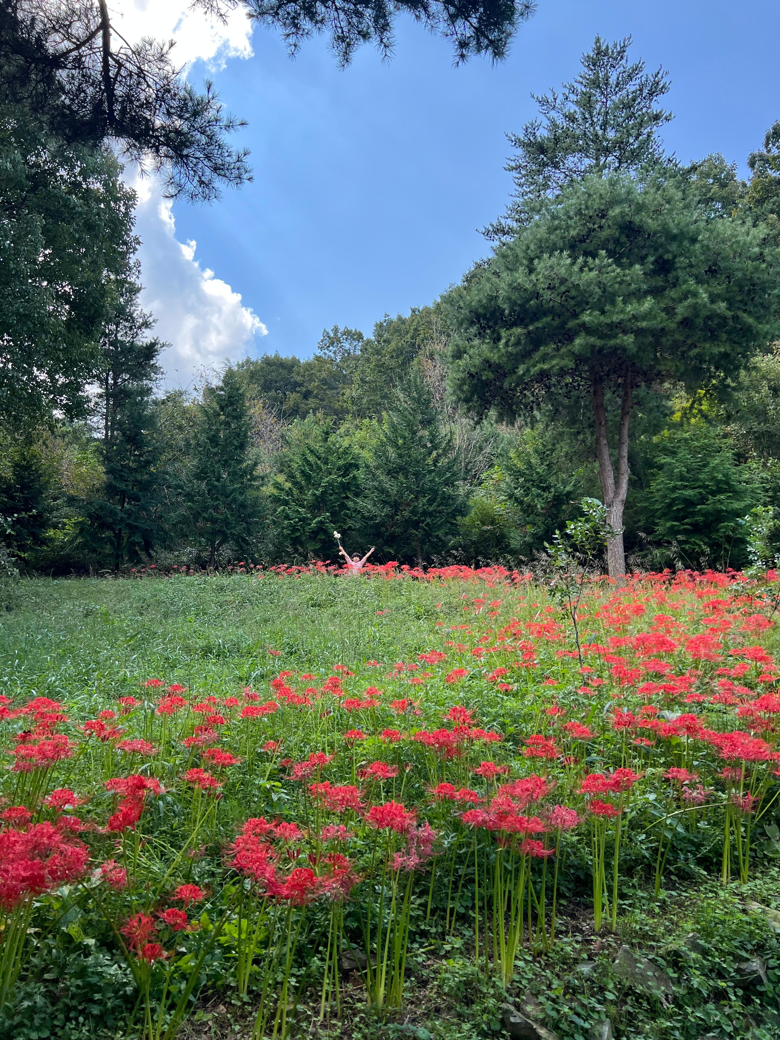 보성 가볼만한곳 베스트10