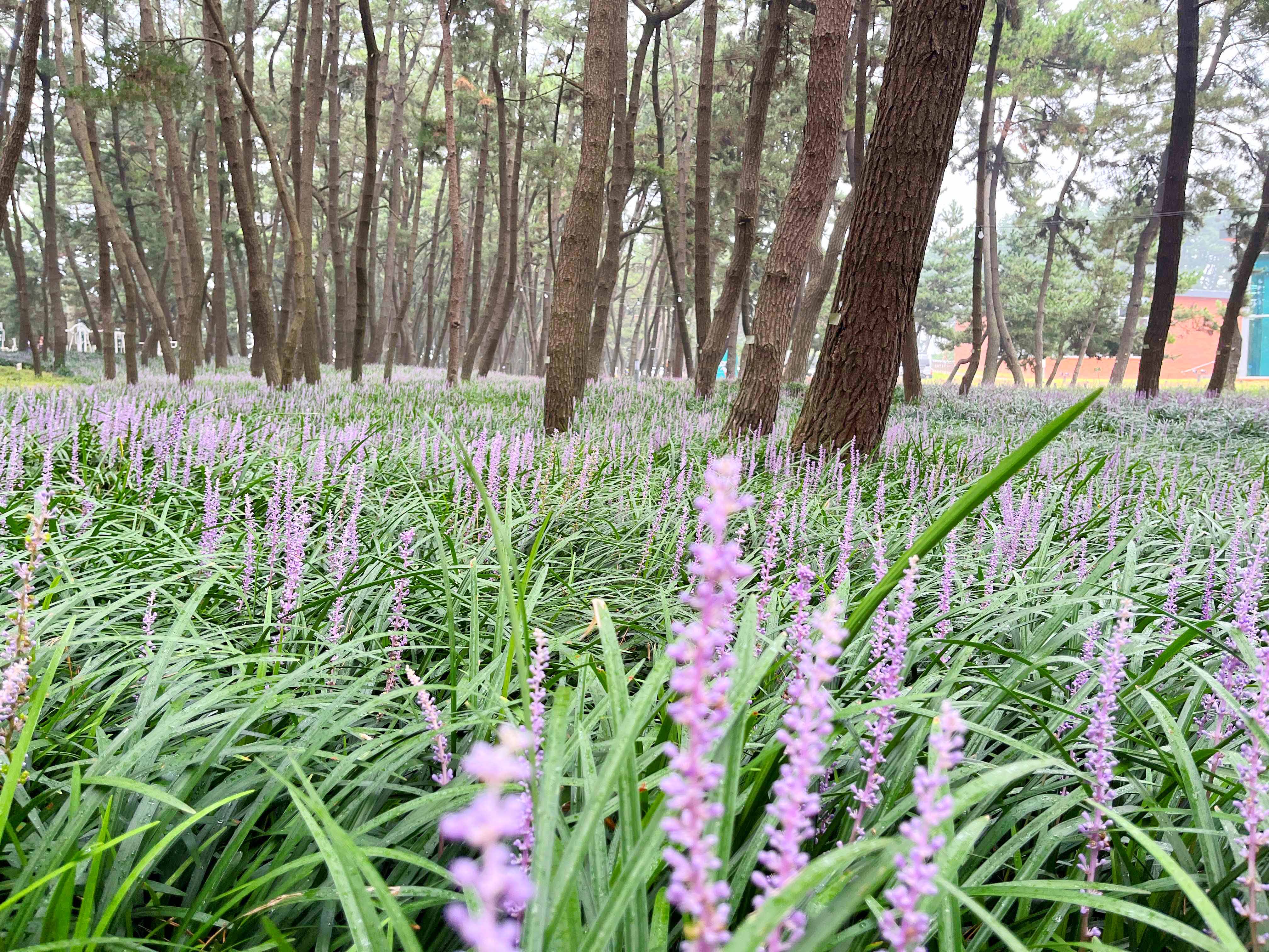 장항 맥문동꽃 축제