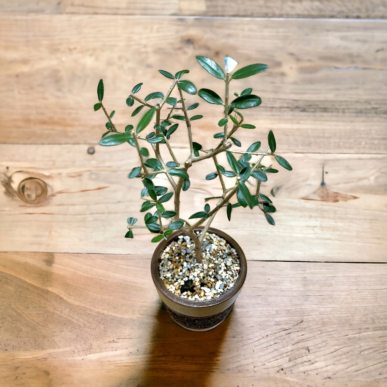 토스카 올리브나무